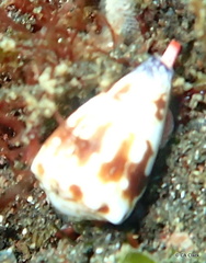 Conus nux image