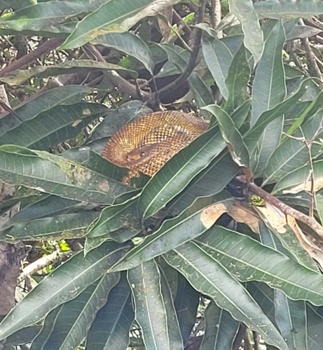 Dormilona