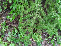 Picea jezoensis jezoensis
