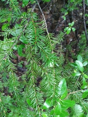 Picea jezoensis jezoensis