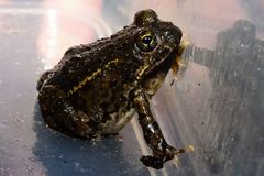 Tomopterna delalandii