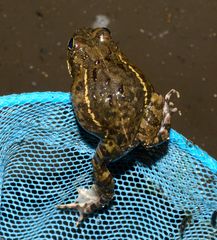 Tomopterna delalandii