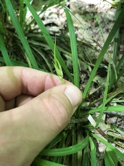Carex backii