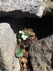 Cardamine bellidifolia