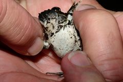 Tomopterna delalandii