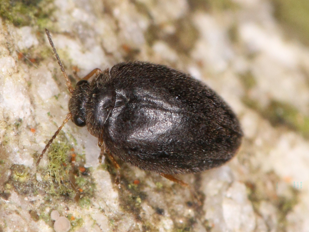 Hydrocyphon deflexicollis