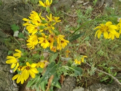 Ligularia thyrsoidea