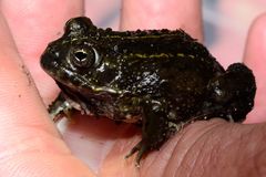 Tomopterna delalandii