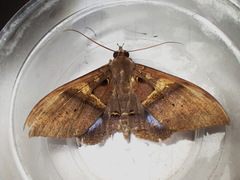 Ischyja inferna