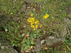Ligularia thyrsoidea