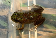 Microbatrachella capensis