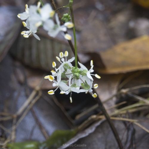 Callisia multiflora, photograph 3