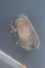 Microbatrachella capensis