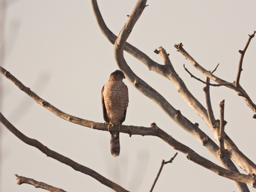 iNaturalist observation photo of Cooper's Hawk