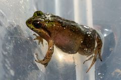 Microbatrachella capensis