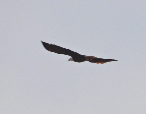 iNaturalist observation photo of Bald Eagle