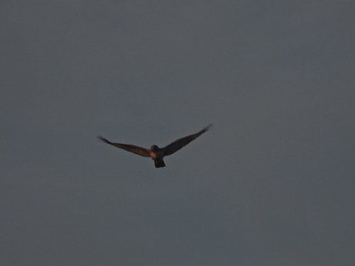 iNaturalist observation photo of Red-tailed Hawk