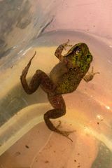 Microbatrachella capensis