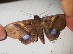 Ischyja inferna