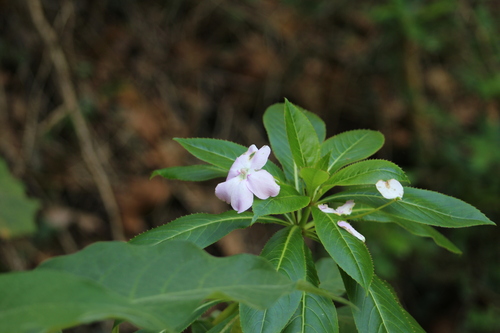 Impatiens sodenii