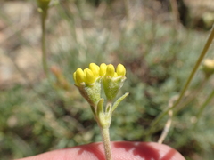 Eriogonum congdonii