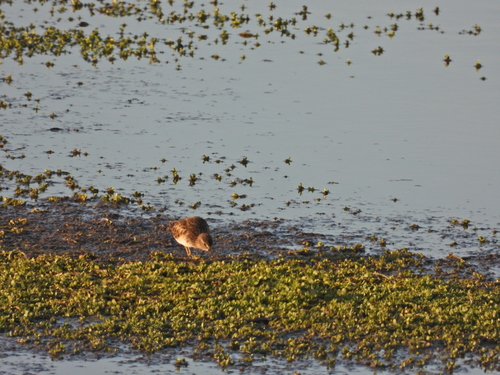 iNaturalist observation photo of Least Sandpiper