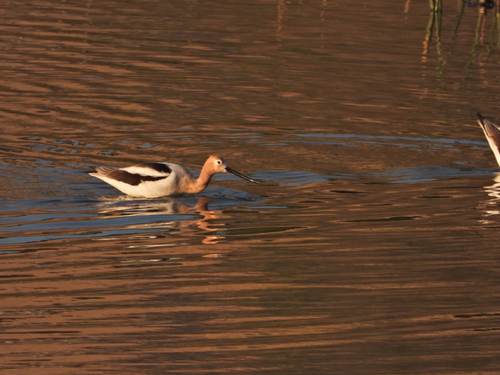 iNaturalist observation photo of American Avocet