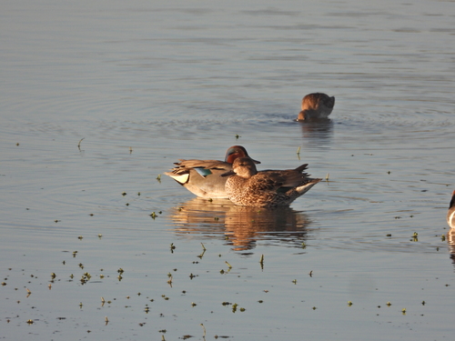 iNaturalist observation photo of Green-winged Teal