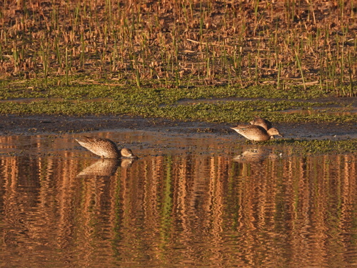 iNaturalist observation photo of Green-winged Teal