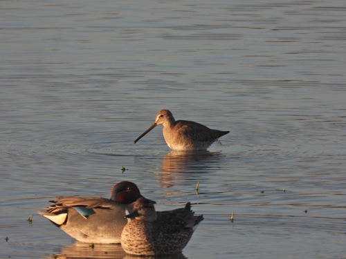 iNaturalist observation photo of Long-billed Dowitcher