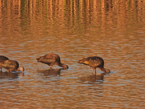iNaturalist observation photo of White-faced Ibis
