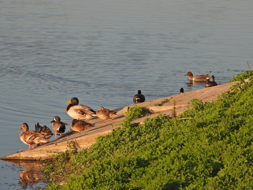 iNaturalist observation photo of Blue-winged Teal
