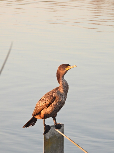 iNaturalist observation photo of Double-crested Cormorant