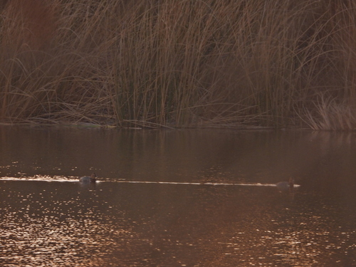 iNaturalist observation photo of Canvasback