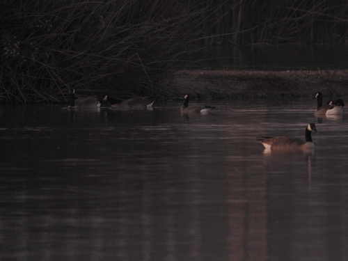 iNaturalist observation photo of Cackling Goose