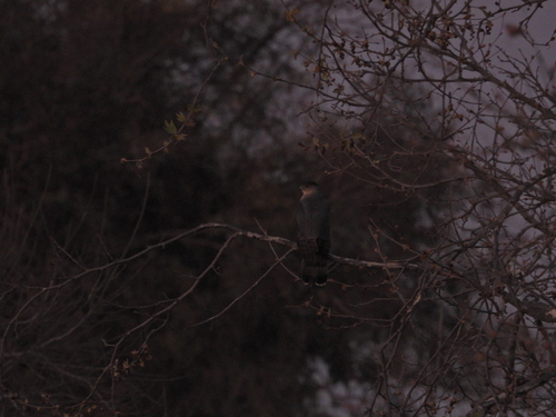 iNaturalist observation photo of Cooper's Hawk