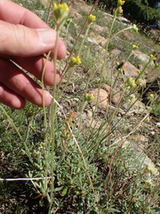 Eriogonum congdonii