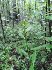 Solidago dahurica