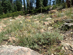 Eriogonum congdonii