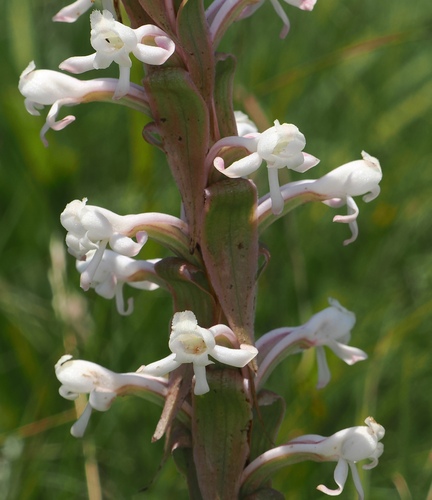 Image of Longtail Satyre (Satyrium longicauda) by (c) desertnaturalist, some rights reserved (CC BY)