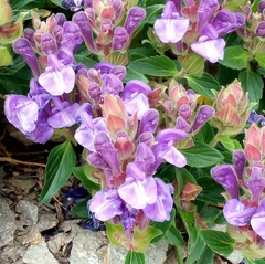 Scutellaria alpina