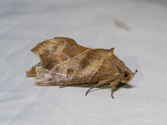 Eudocima phalonia