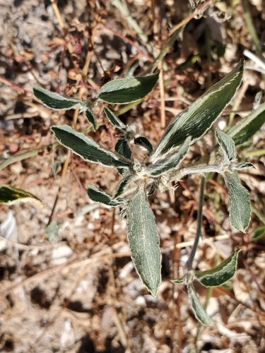 Image of Argythamnia serrata by (c) Bob Miller, some rights reserved (CC BY)