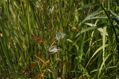 Epilobium glandulosum
