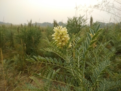 Sophora alopecuroides