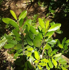Erythroxylum sechellarum