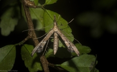 Tineodes adactylalis