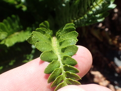 Polystichum scopulinum