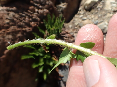 Polystichum scopulinum