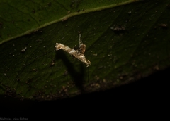 Cyphosticha panconita